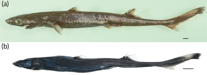 Etmopterus westraliensis lantern shark.